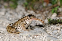 86194  Pelophylax esculentus (Rana verde)